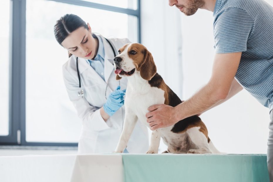 Best Veterinarian Clinic in The Houston, TX Area